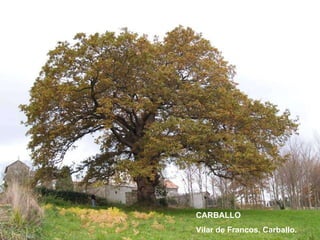 CARBALLO Vilar de Francos. Carballo. 