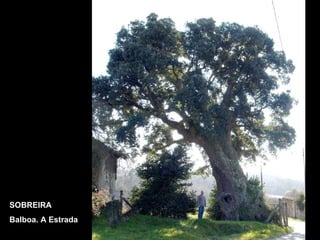 SOBREIRA Balboa. A Estrada 