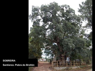 SOBREIRA Santiorxo. Pobra do Brollón 