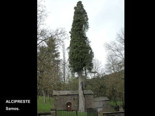 ALCIPRESTE Samos. 