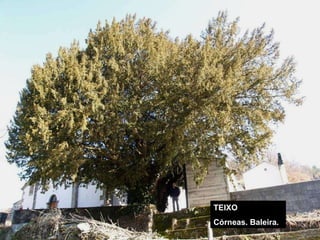TEIXO Córneas. Baleira. 