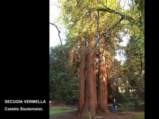 SECUOIA VERMELLA Castelo Soutomaior. 