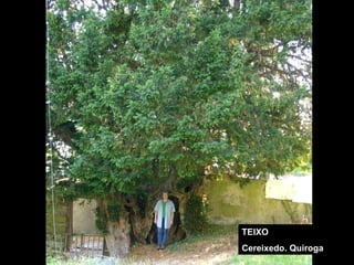 TEIXO Cereixedo. Quiroga 