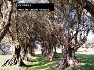 OLIVEIRAS Pazo Sta. Cruz de Ribadulla. 