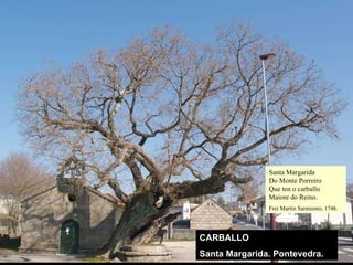 CARBALLO Santa Margarida. Pontevedra. Santa Margarida Do Monte Porreiro Que ten o carballo Maiore do Reino. Frei Martín Sarmiento, 1746. 