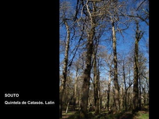 SOUTO Quintela de Catasós. Lalín 