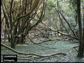 LOUREIROS Cortegada.  