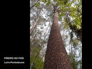 PIÑEIRO DO PAÍS Leiro-Pontedeume 