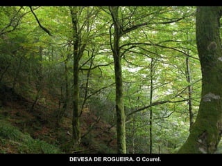 DEVESA DE ROGUEIRA. O Courel. 