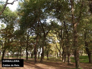 CARBALLEIRA Caldas de Reis. 