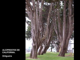 ALCIPRESTES DE CALIFORNIA. Ortigueira 