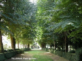 TILLEIRAS. Pazo de Oca. 