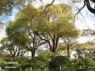 ULMEIROS A Coruña. 