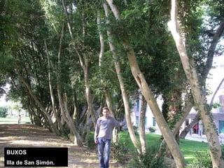 BUXOS Illa de San Simón. 
