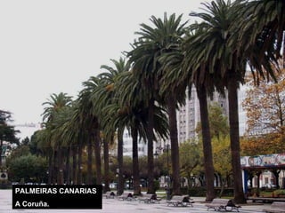PALMEIRAS CANARIAS A Coruña.  
