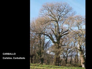 CARBALLO Cartelos. Carballedo 
