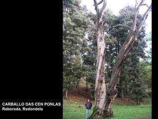 CARBALLO DAS CEN PONLAS Reboreda. Redondela 
