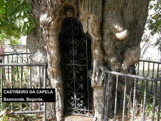 CASTIÑEIRO DA CAPELA Baamonde. Begonte. 