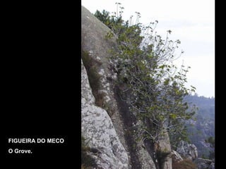 FIGUEIRA DO MECO O Grove. 