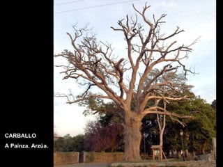 CARBALLO A Paínza. Arzúa. 