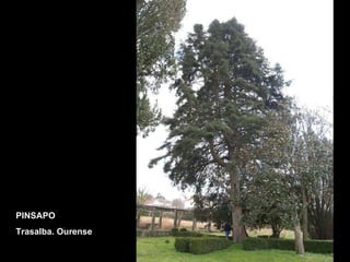 PINSAPO Trasalba. Ourense 