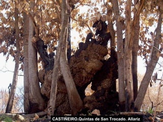 CASTIÑEIRO.Quintas de San Trocado. Allariz  