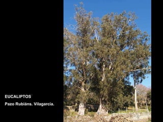 EUCALIPTOS  Pazo Rubiáns. Vilagarcía. 