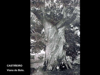 CASTIÑEIRO Viana do Bolo. 