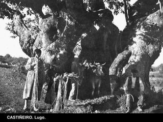 CASTIÑEIRO. Lugo.  