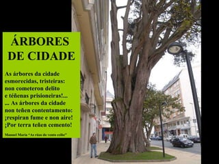 ÁRBORES  DE CIDADE As árbores da cidade esmorecidas, tristeiras: non cometeron delito e téñenas prisioneiras!... ... As árbores da cidade non teñen contentamento: ¡respiran fume e non aire! ¡Por terra teñen cemento! Manuel María “As rúas do vento ceibe” 