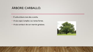 ÁRBORE: CARBALLO.
• É unha árbore moi alta e ancha.
• A súa copa é amplia e as ramas fortes.
• A súa cortiza é de cor marrón grisáceo.
 