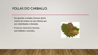 FOLLAS DO CARBALLO.
• Son grandes e simples. Carecen dunha
maioría de cerdas nos seus lóbulos que
son redondeados e dentadas.
• A súa cor varía entre marróns,
avermellados e amarelos.
 
