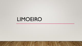 LIMOEIRO
 