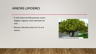 ÁRBORE: LIMOEIRO.
• É unha árbore de folla perenne, tronco
delgado e algunas raíces sobresaen do
chan.
• Alcanza unha altura entre os 3 e os 6
metros.
 