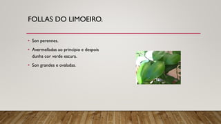 FOLLAS DO LIMOEIRO.
• Son perennes.
• Avermelladas ao principio e despois
dunha cor verde escura.
• Son grandes e ovaladas.
 