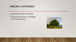 ÁRBORE: CASTIÑEIRO
• É unha árbore de gran lonxevidade.
• De altura pode alcanzar, con facilidade,
os 25 metros de altura.
 