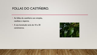 FOLLAS DO CASTIÑEIRO.
• As follas do castiñeiro son simples,
caedizas e ásperas.
• A súa lonxitude varía de 10 a 30
centímetros.
 