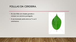 FOLLLAS DA CERDEIRA.
• As súas follas son simples, grandes e
rematan nun extremo puntiagudo.
• A súa lonxitude oscila entre os 7 e os 5
centímetros.
 