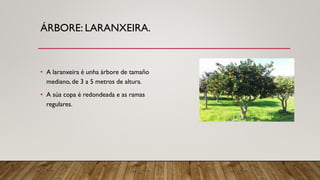 ÁRBORE: LARANXEIRA.
• A laranxeira é unha árbore de tamaño
mediano, de 3 a 5 metros de altura.
• A súa copa é redondeada e as ramas
regulares.
 