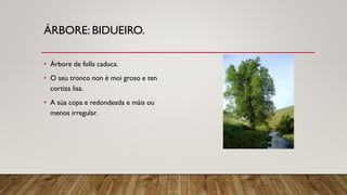 ÁRBORE: BIDUEIRO.
• Árbore de folla caduca.
• O seu tronco non é moi groso e ten
cortiza lisa.
• A súa copa e redondeada e máis ou
menos irregular.
 