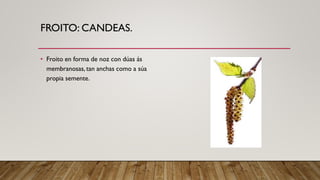 FROITO: CANDEAS.
• Froito en forma de noz con dúas ás
membranosas, tan anchas como a súa
propia semente.
 