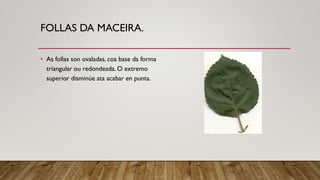 FOLLAS DA MACEIRA.
• As follas son ovaladas, coa base da forma
triangular ou redondeada. O extremo
superior disminúe ata acabar en punta.
 