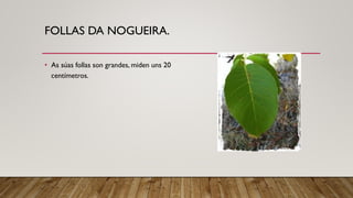 FOLLAS DA NOGUEIRA.
• As súas follas son grandes, miden uns 20
centímetros.
 