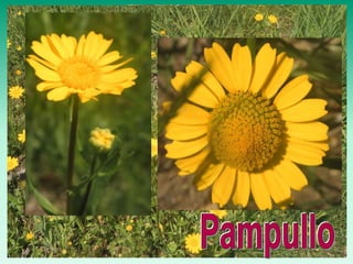 Turonia: Arbores e herbas