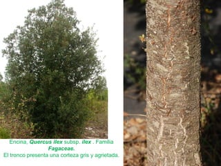 Encina, Quercus ilex subsp. ilex . Familia
Fagaceae.
El tronco presenta una corteza gris y agrietada.
 