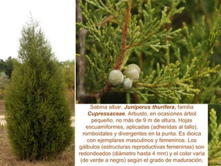 Sabina albar, Juniperus thurifera, familia
Cupressaceae. Arbusto, en ocasiones árbol
pequeño, no más de 9 m de altura. Hojas
escuamiformes, aplicadas (adheridas al tallo),
romboidales y divergentes en la punta. Es dioica
con ejemplares masculinos y femeninos. Los
gálbulos (estructuras reproductivas femeninas) son
redondeados (diámetro hasta 4 mm) y el color varia
(de verde a negro) según el grado de maduración.
 