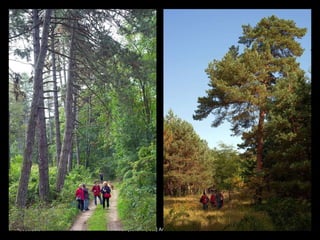 2010.10.04. Fall (autumn, ősz) Arboretum Gödöllő 