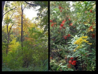 2010.10.04. Fall (autumn, ősz) Arboretum Gödöllő 