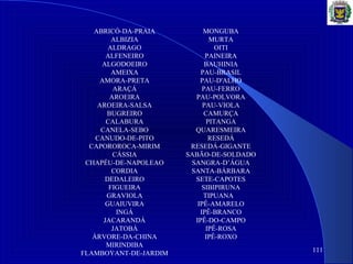 111
ABRICÓ-DA-PRAIA MONGUBA
ALBIZIA MURTA
ALDRAGO OITI
ALFENEIRO PAINEIRA
ALGODOEIRO BAUHINIA
AMEIXA PAU-BRASIL
AMORA-PRETA PAU-D'ALHO
ARAÇÁ PAU-FERRO
AROEIRA PAU-POLVORA
AROEIRA-SALSA PAU-VIOLA
BUGREIRO CAMURÇA
CALABURA PITANGA
CANELA-SEBO QUARESMEIRA
CANUDO-DE-PITO RESEDÁ
CAPOROROCA-MIRIM RESEDÁ-GIGANTE
CÁSSIA SABÃO-DE-SOLDADO
CHAPÉU-DE-NAPOLEAO SANGRA-D’ÁGUA
CORDIA SANTA-BÁRBARA
DEDALEIRO SETE-CAPOTES
FIGUEIRA SIBIPIRUNA
GRAVIOLA TIPUANA
GUAIUVIRA IPÊ-AMARELO
INGÁ IPÊ-BRANCO
JACARANDÁ IPÊ-DO-CAMPO
JATOBÁ IPÊ-ROSA
ÁRVORE-DA-CHINA IPÊ-ROXO
MIRINDIBA
FLAMBOYANT-DE-JARDIM
 