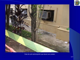117
Vista de outro ipê-de-jardim que deverá ser cortado.
 